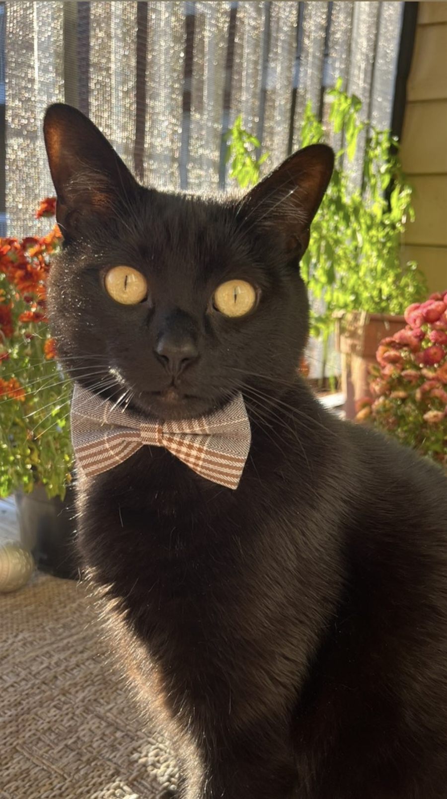 A black cat wearing a checked bow tie